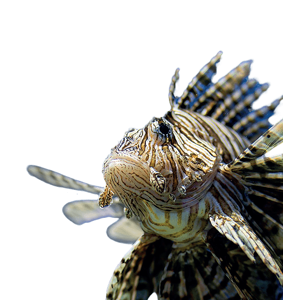 pesce scorpione